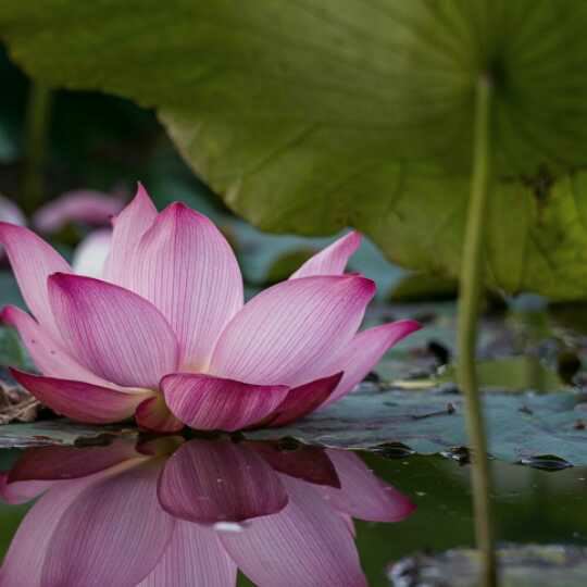 你的样子_不足需补 《八画单字》