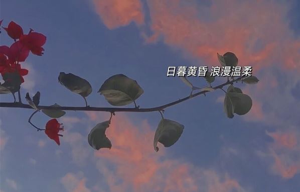 澄江渔火掌握绝密 《商品冠品牌》