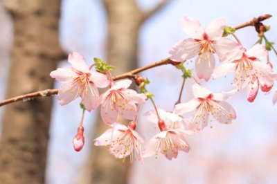 不是葱_不是蒜_一层一层裹紫缎_说葱长得矮_象蒜不分瓣《猜一蔬菜》