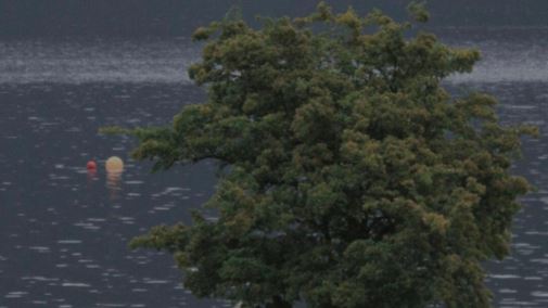 花朝不识此因由 《现代文学作品二》