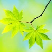 床间春意别否定 《撒娇用语》
