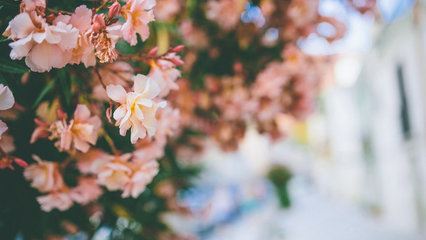 两人一说高衙内 《歌星》
