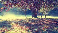 鸳鸯不独宿《猜一中药名》