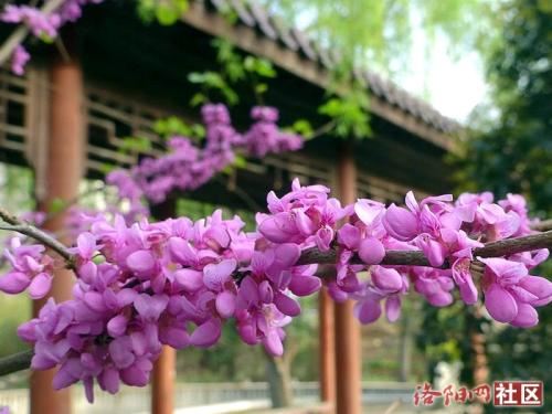 甘罗十二受重用 《建材》