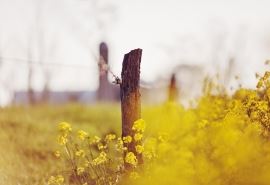 “天上布满星_月牙亮晶晶”　白头格《猜电影导演》
