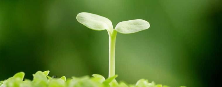 时光无多行看尽 《柳永词》