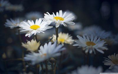 猜谜语题目:打不打《打一个书名》