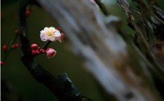 姓木_由陕西来_住一日　《猜四字娱乐圈新称谓》