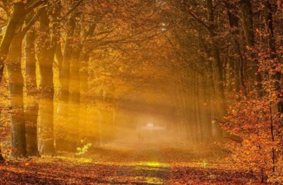 餐秋菊之落英_诉吾怀于素魄 《红楼梦诗句一》