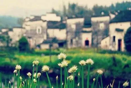 一山引来帆影重《猜一动物名》