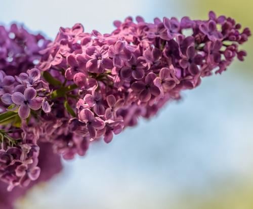 多名远亲拾断木-　《猜日本卡通片》