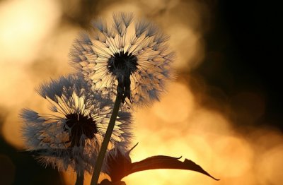 “小楼才受一床横” 《4字口语》