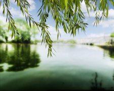 一身白衣多健美_在大海上四处飞_喜欢与船结伙伴_主要食物是鱼类-《猜一动物》