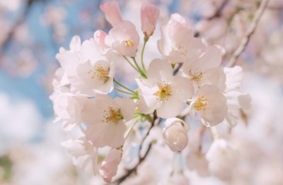 猜谜语题目:节约开支有成效《打一个植物》