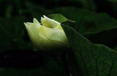 狡诈胜于曾国藩 《香港电影》