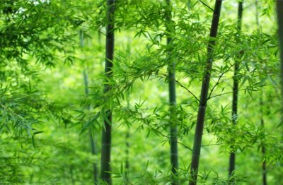 看似风中一日落_听声古筝恰无主 《打一字》