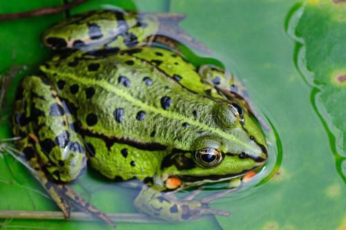 小飞贼_水里生_干坏事_狠又凶_偷偷摸摸吸人雪_还要嗡嗡唱一通-　《猜昆虫