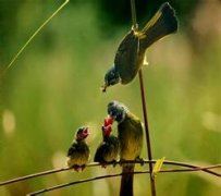 一居林下两分离《猜一植物学词语》