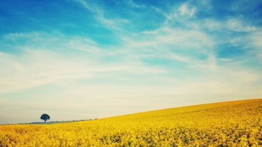 不是葱不是蒜,一层一层裹紫缎,说葱比葱长得矮,像蒜就是不分瓣