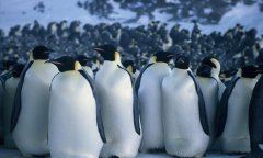 公明先辈是豪杰 《歌星》