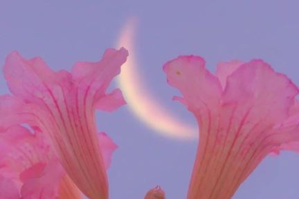 高挑杏帘盼客来 《足球教练》