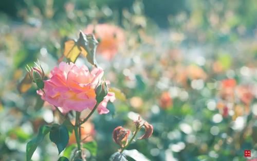 知君来矣 《桃花源记句》