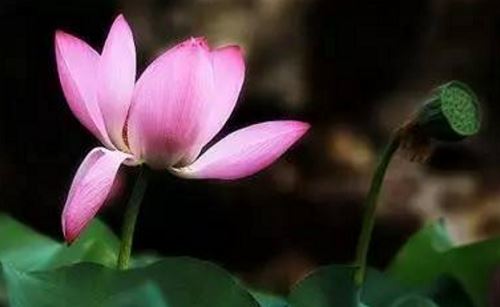 六出飞花迎客来 《树种》
