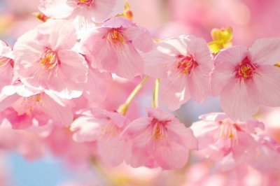 夫子循循然善诱人·徐妃格《猜一动物名》