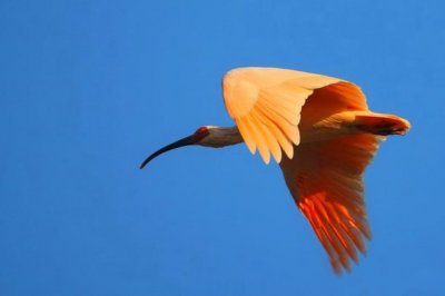 一声去也《猜一数学词语》