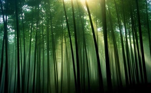 冬天蟠龙卧_夏天枝叶开_龙须往上长_珍珠往下排-《猜一水果》