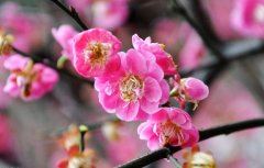 除旧习后迎未来 《打一字》