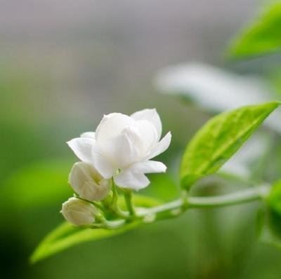 余数四十一 《白居易五言诗一句》