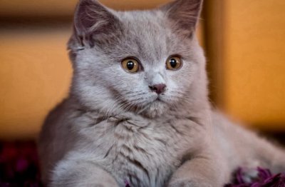 夜会美人招是非《猜一动物名》