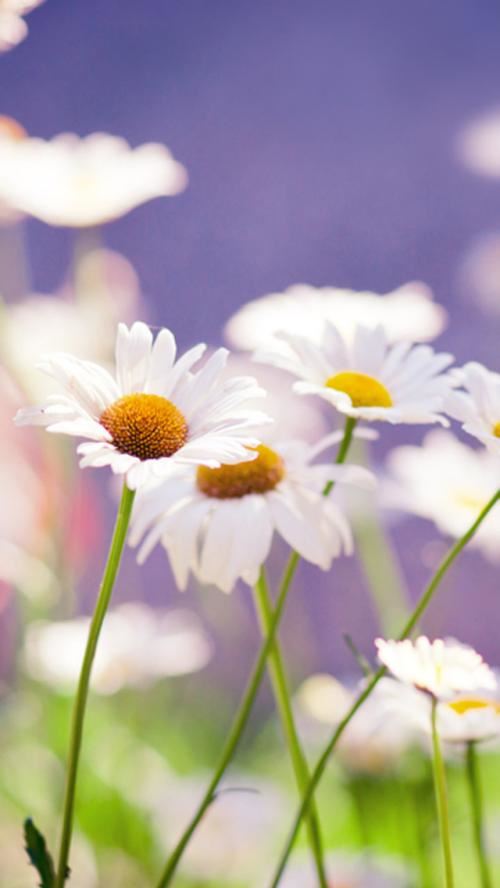 "大西"王者独何人　上楼格《猜成语一》