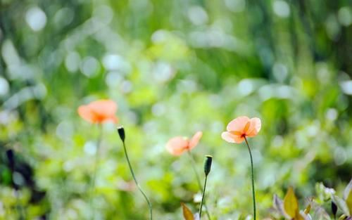 一笔债务《猜一数学词语》