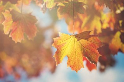 皇帝受骗穿新衣 《电影名》