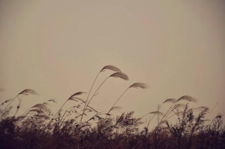 不断声称_择优录取 《骊珠》