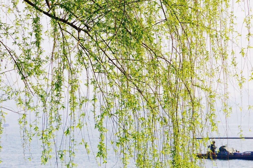 云儿见它让路_小树见它招手-禾苗见它弯腰_花儿见它点头-《猜一自然现象》