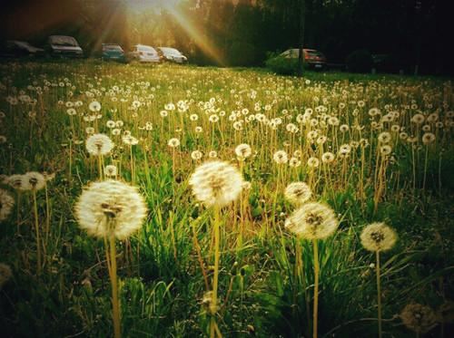 与人协作二十载 《中草药一》