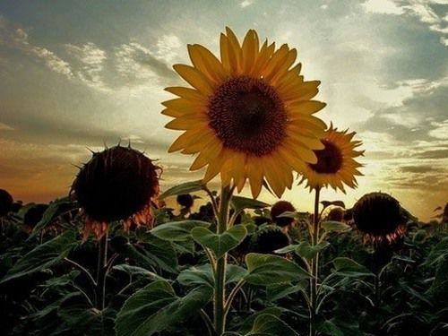 官做得越大_心疏得越远 《列人》