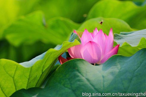 猜谜语题目:打断念头《打一个字》