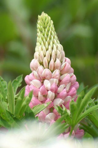 郎自千里来_林中会宾客 《中草药名》