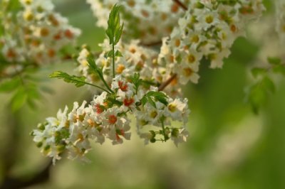 身穿和服蜂蝶追 《红楼梦诗一句》