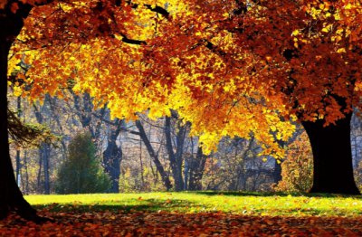 高宗国王大院君　《猜7字俗语》