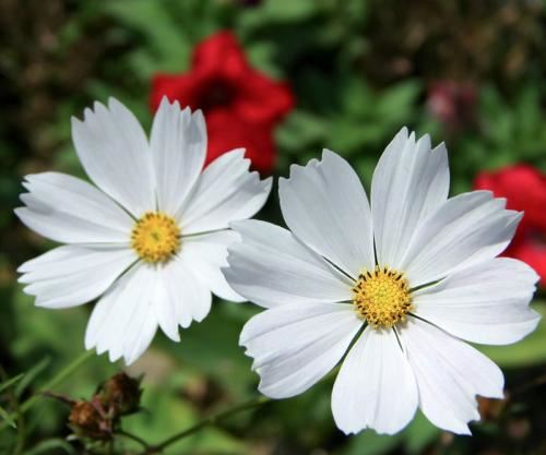 一帆隔月远_孤桅插云端 《11笔字》