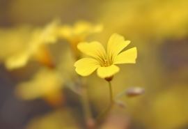 含泪饮酒伴美人 《骊珠》