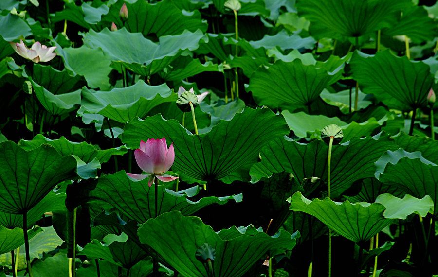 破釜沉舟 《电力词语》