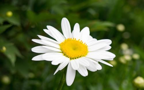 客去两千里_华北一人行《猜一动物名》