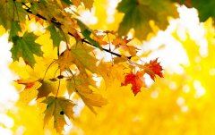 猜谜语题目:一《打一个成语》