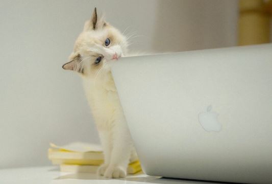 “可汗问所欲”　《猜语文名词二》